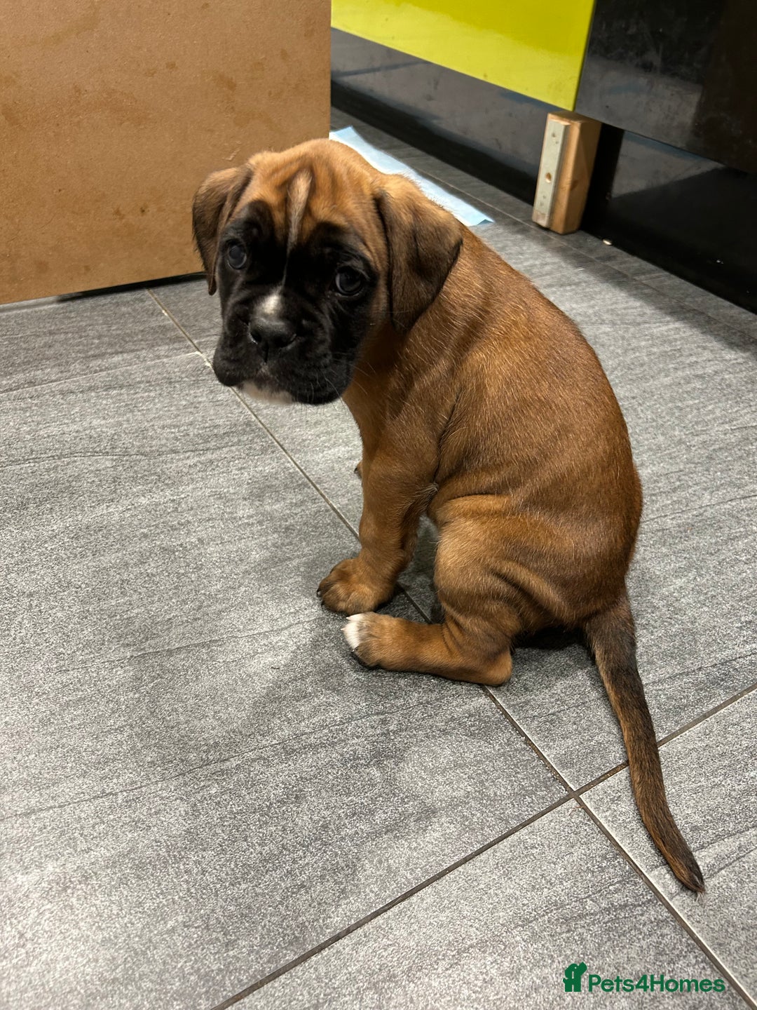 Boxer dogs for sale: Boxer puppies K.C registered  - Image 9