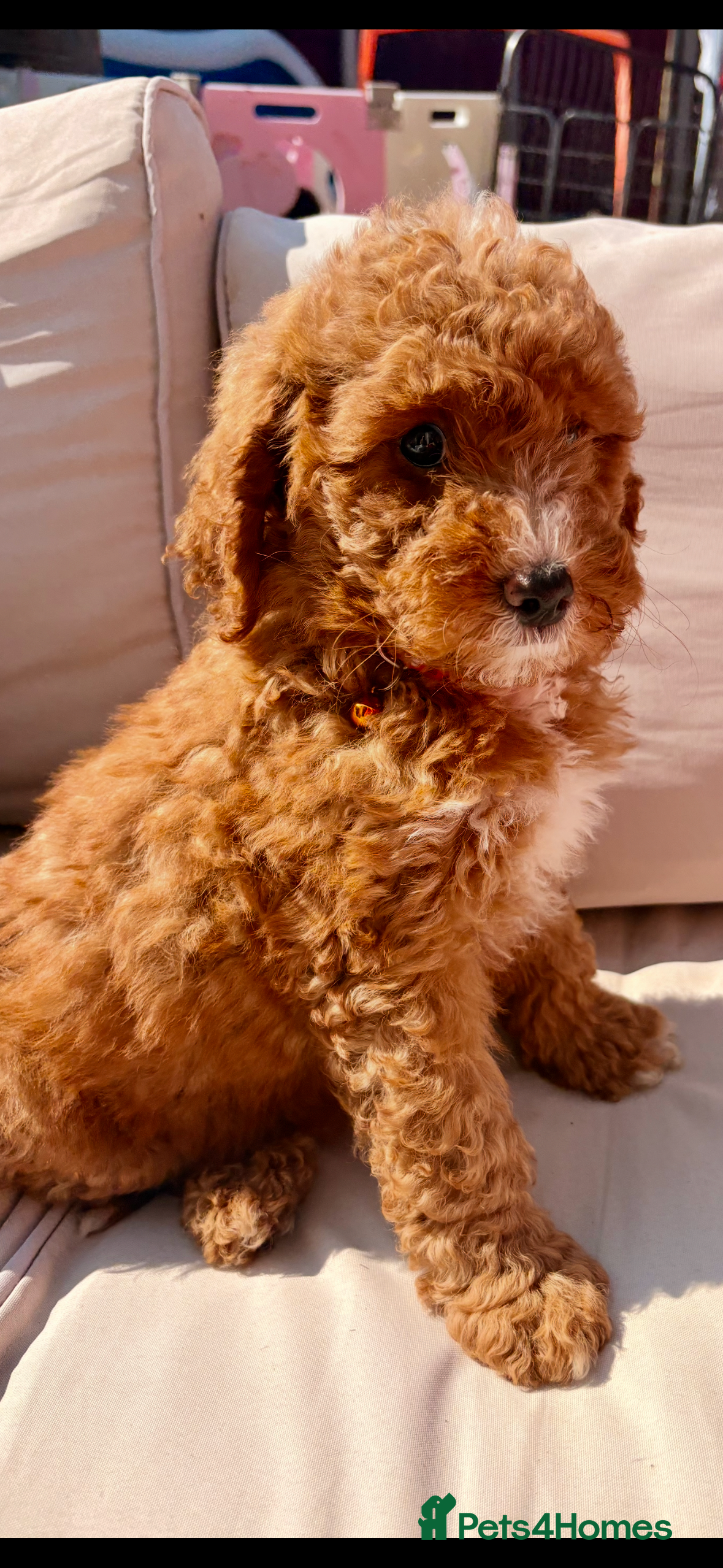 Goldendoodle dogs Beautiful goldendoodles  - Advert 2