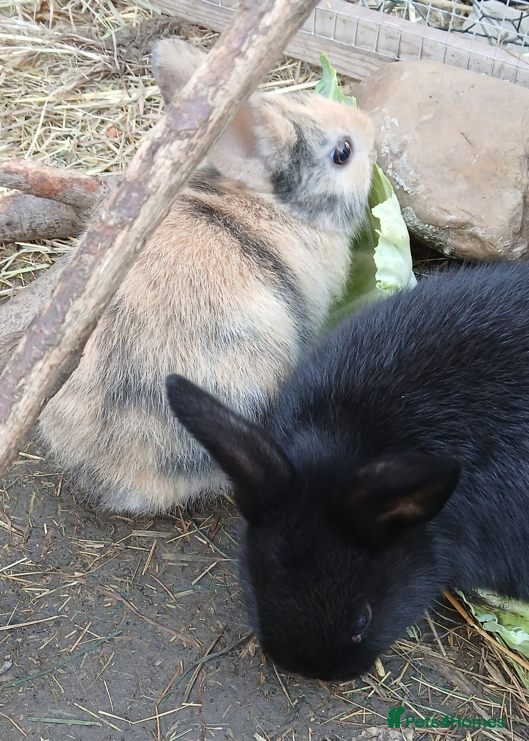 Mixed Breed rabbits for sale: 5 beautiful little rabbits - Image 4