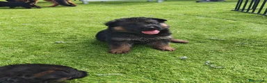 German Shepherd Puppy 