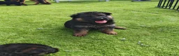 German Shepherd dogs for sale: German Shepherd Puppies Available 🐾 in Luton - Advert 3