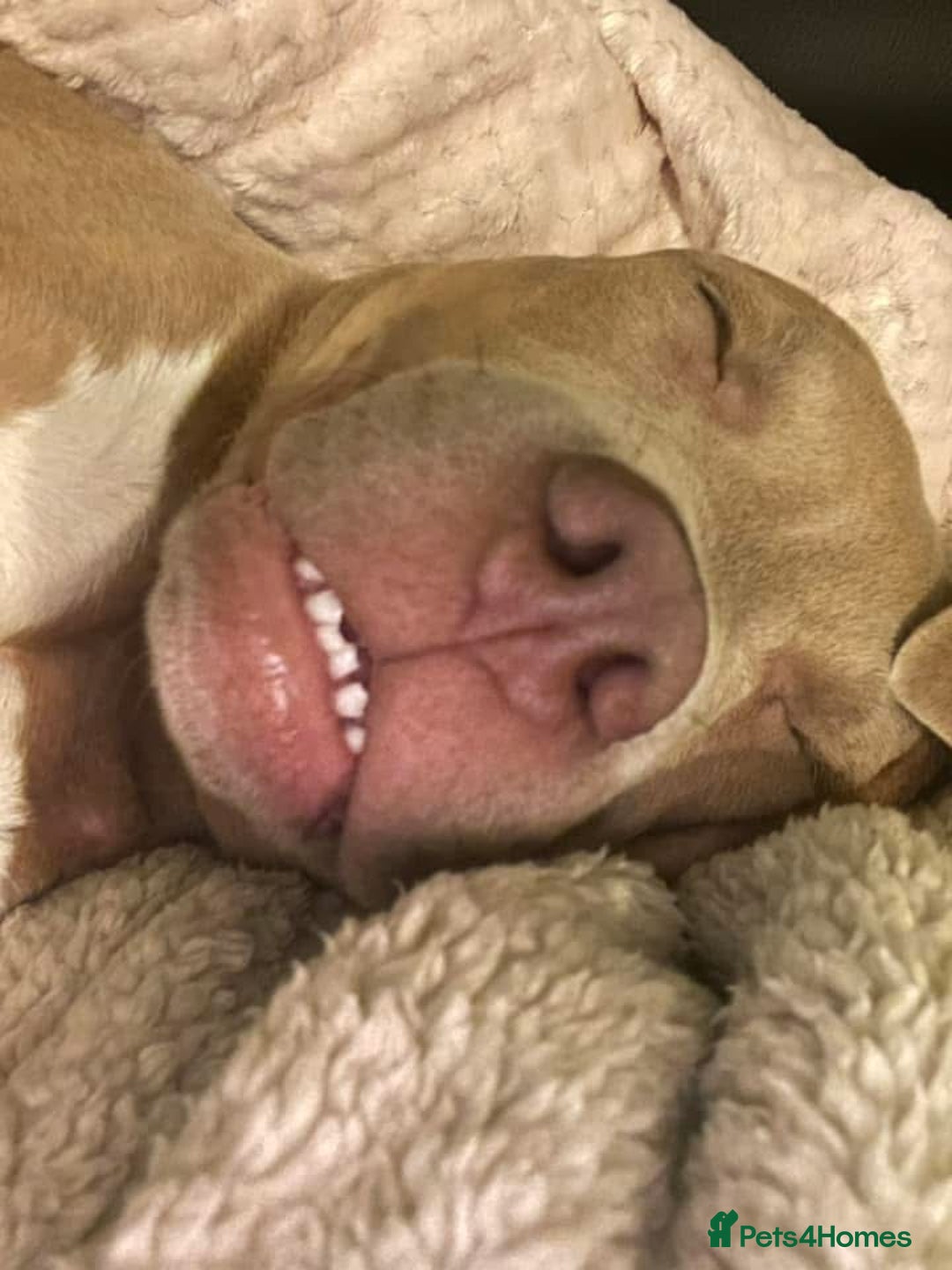 American Bully dogs for adoption: Lighting - Advert 2