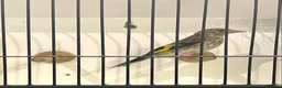 Finches birds for sale: CLASS HAND TAMED GOLDFINCHES AND MULES! BBC 2026!! in London - Advert 7
