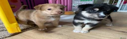 Mixed Breed dogs for sale: Collie mix male pup - Advert 6