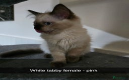 Ragdoll cats for sale: 3 beautiful ragdolls seal point/tabby point - Image 4