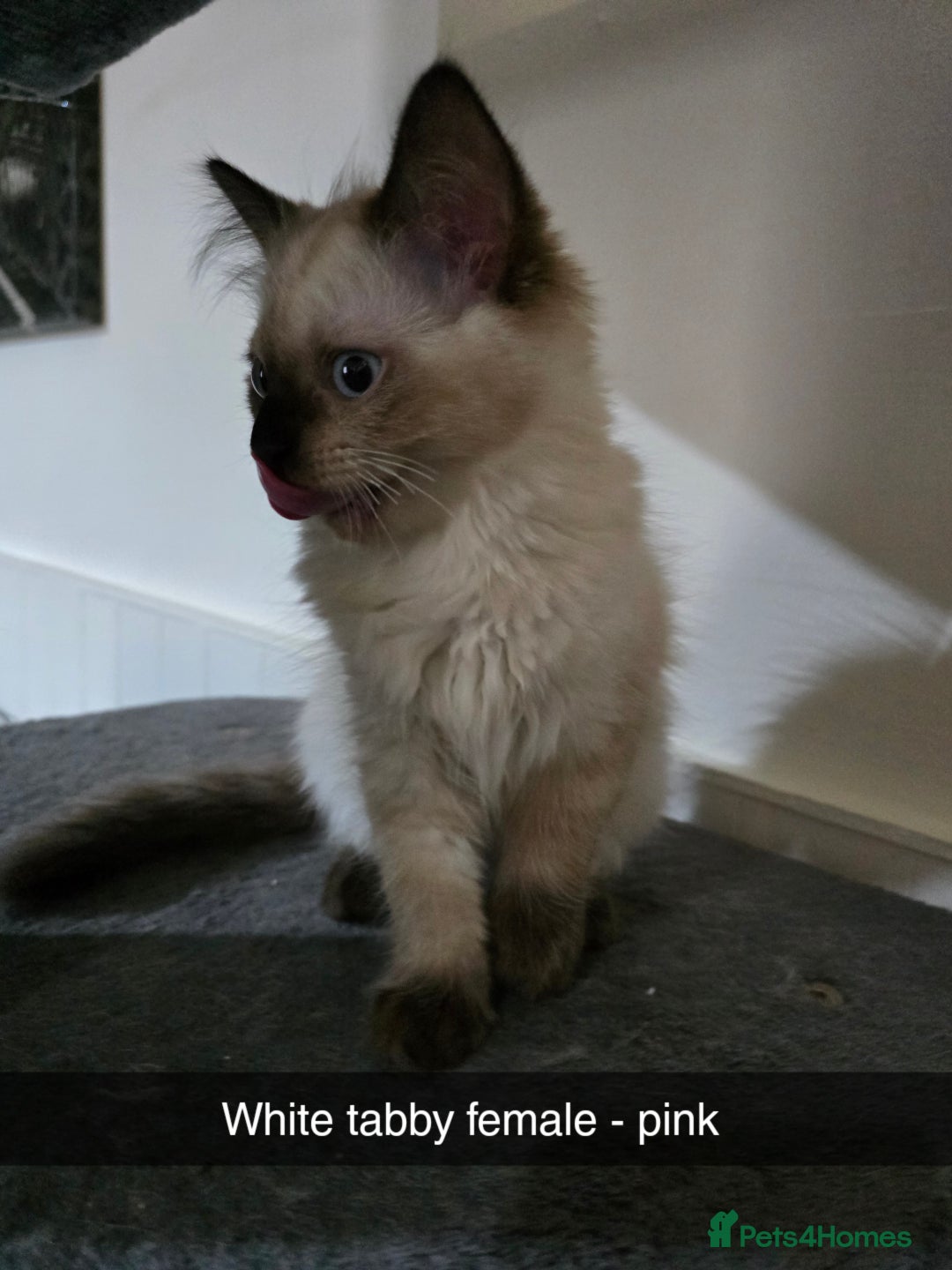 Ragdoll cats for sale: 3 beautiful ragdolls seal point/tabby point - Image 4