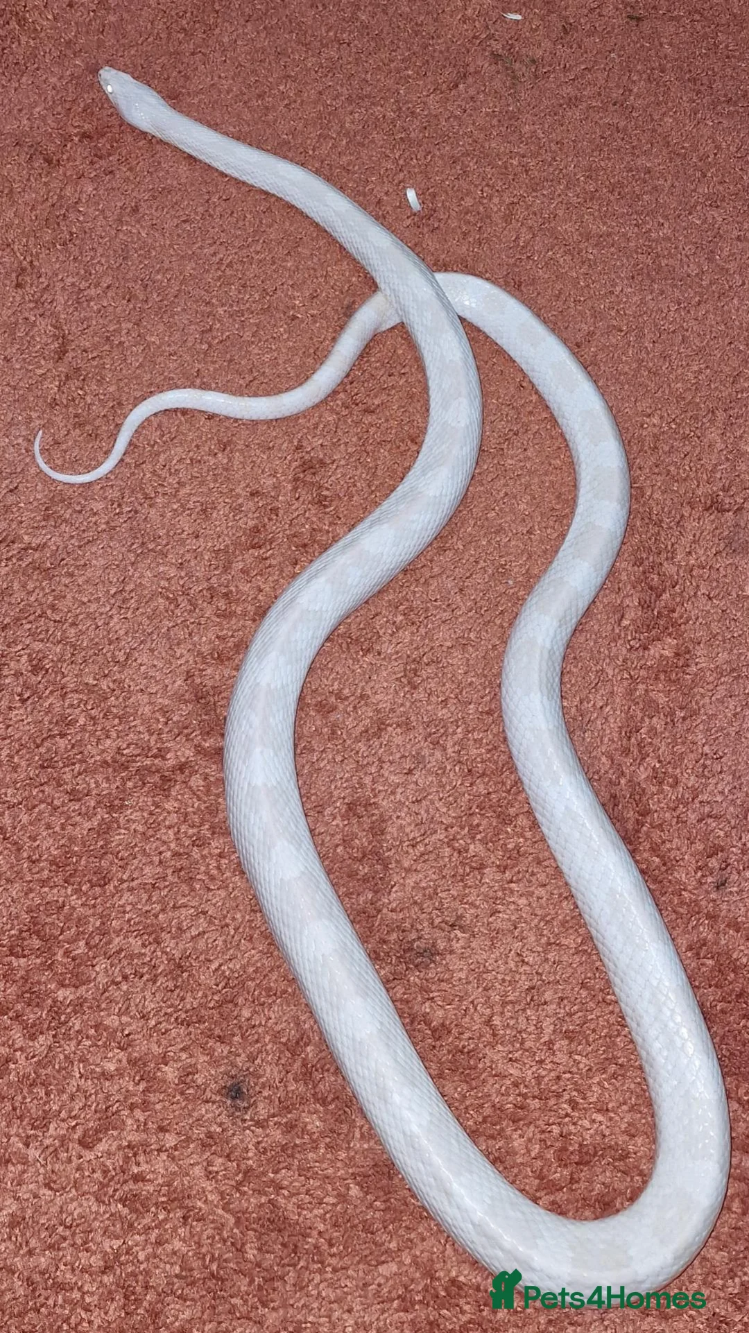 Corn Snake reptiles for sale: Male snow corn snake - Advert 2