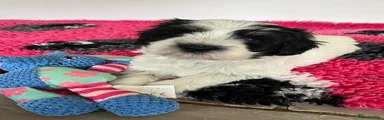 Polish Lowland Sheepdog Puppy Girl