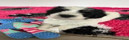 Polish Lowland Sheepdog dogs for sale: Rare Polish Lowland Sheepdog puppy girl available. - Advert 3
