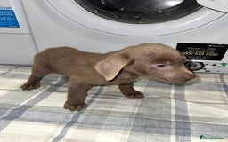 Labrador Retriever dogs for sale: KC SILVER & CHARCOAL Labrador Puppys  - Image 12