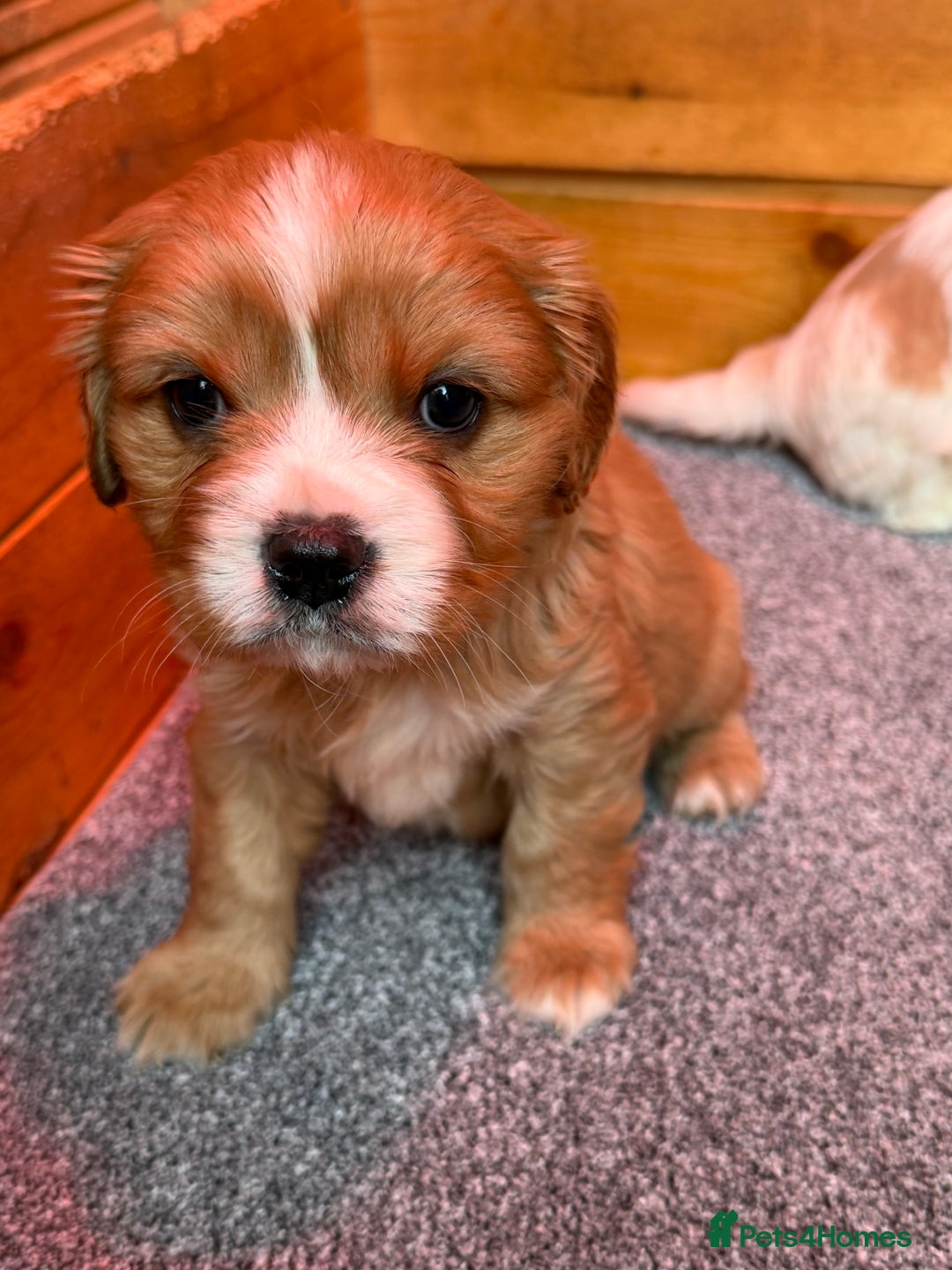 Cavalier King Charles Spaniel dogs for sale: Cavalier King Charles Puppys  - Advert 3