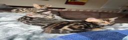 Bengal cats for sale: Bengal kittens  - Advert 13