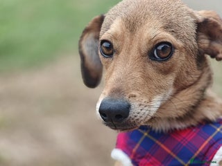 Mixed Breed dogs 💖🐶 KRISTY 🐶💖 - Advert 3