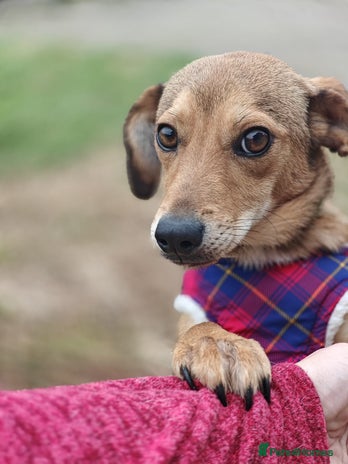 Mixed Breed dogs 💖🐶 KRISTY 🐶💖 - Advert 13