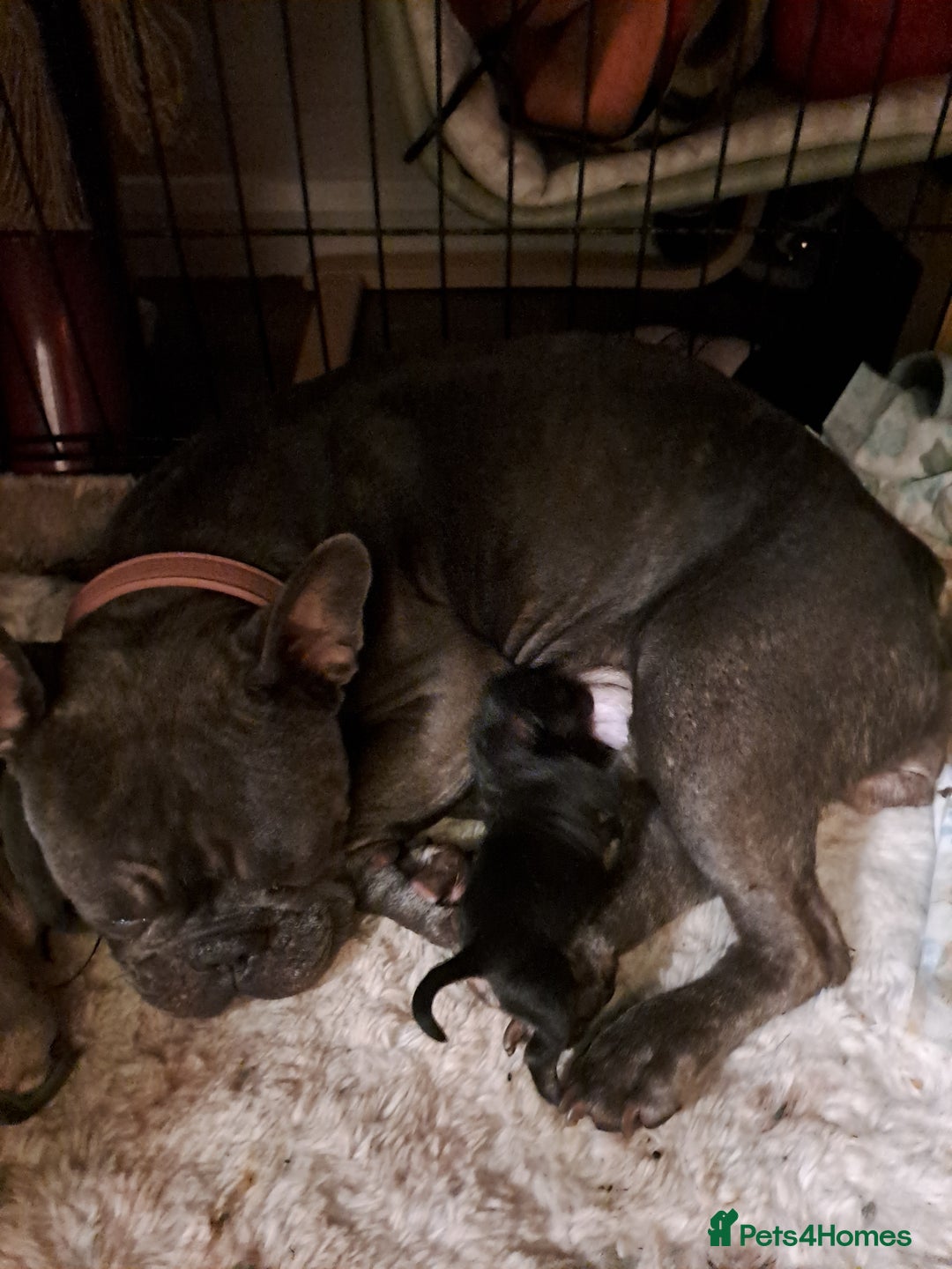 Mixed Breed dogs for sale: 8 puppies for sale - Advert 10