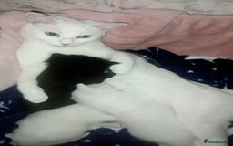 Mixed Breed cats for sale: 1 male 1 female  - Image 3