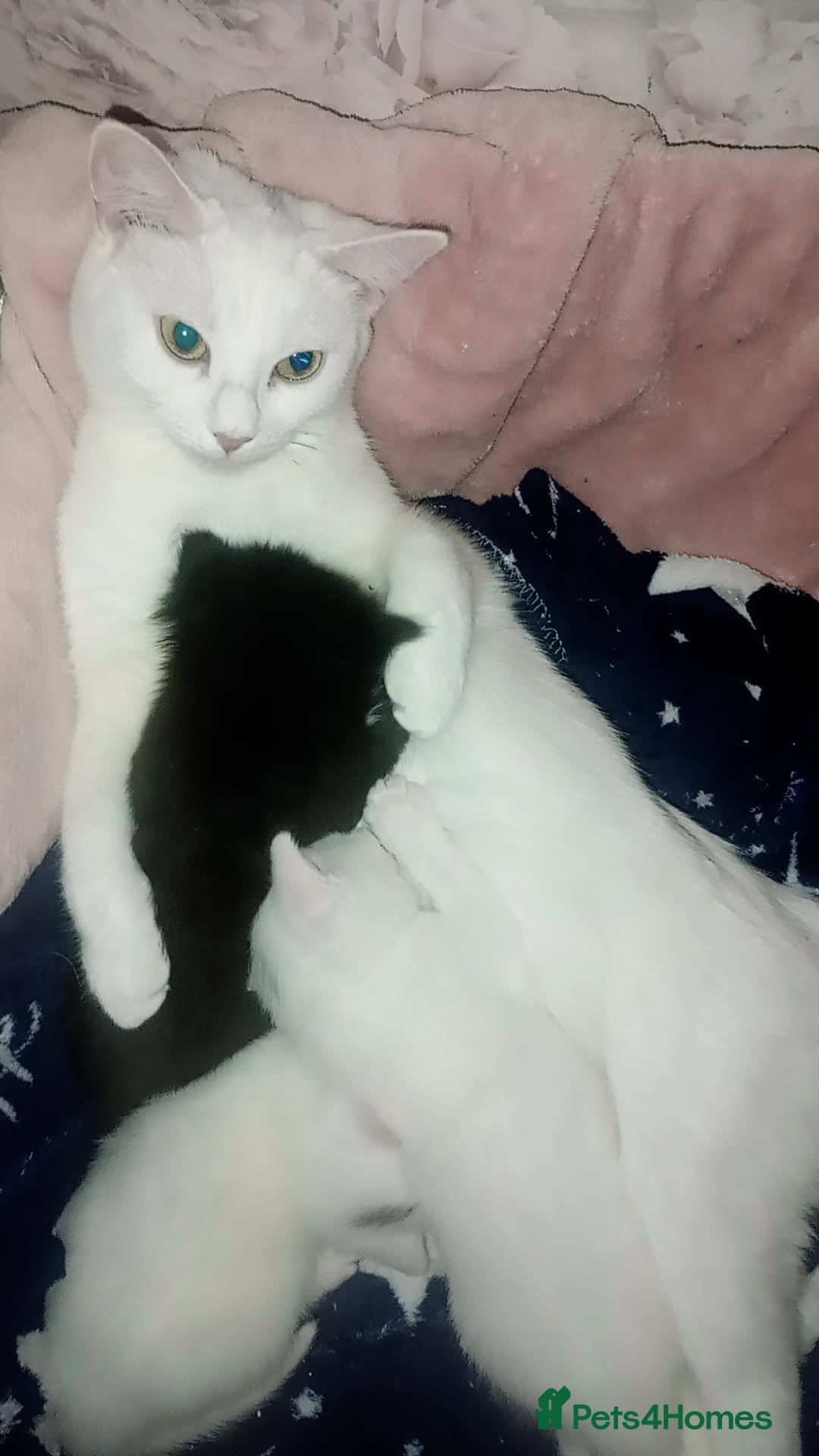 Mixed Breed cats for sale: 1 male 1 female  - Image 3