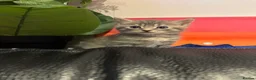 Persian cats for sale: Persian babies ready  - Advert 7