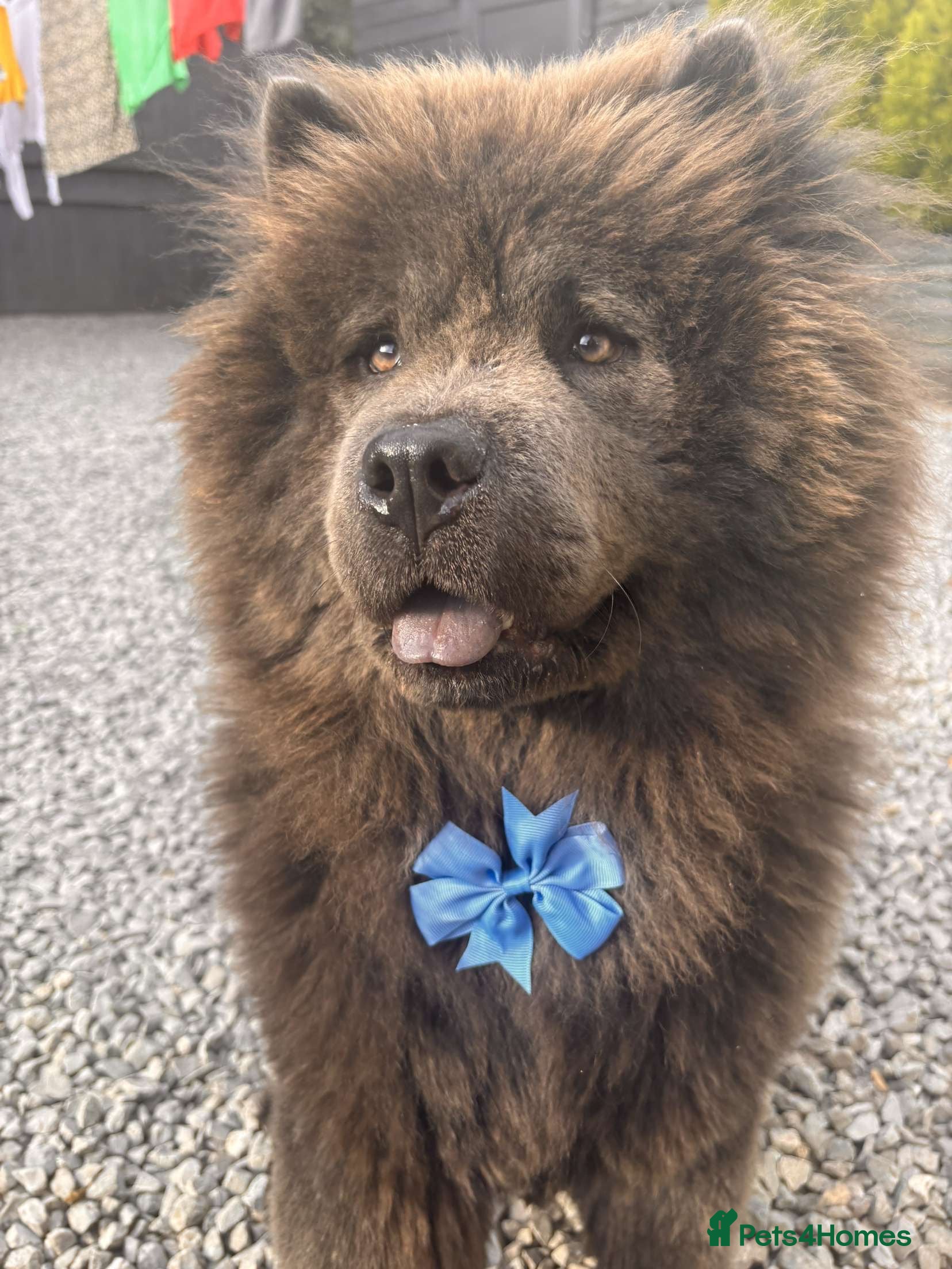 Chow Chow dogs for stud: Stud chow blue/chocolate  - Advert 2