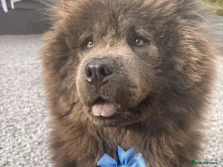 Chow Chow dogs Stud chow blue/chocolate - Advert 3