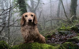 Miniature Dachshund dogs for stud: Cream Miniature long hair dachshund  - Image 3