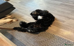 Cockapoo dogs for sale: Teddy 🐾  - Image 5