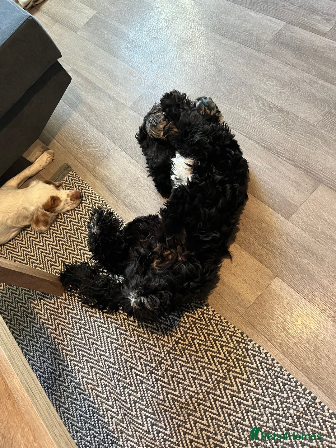 Cockapoo dogs for sale: Teddy 🐾  - Image 5