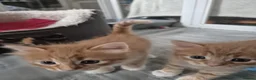 Norwegian Forest Cat cats for sale: Gorgeous norwegian forest kittens - Advert 14