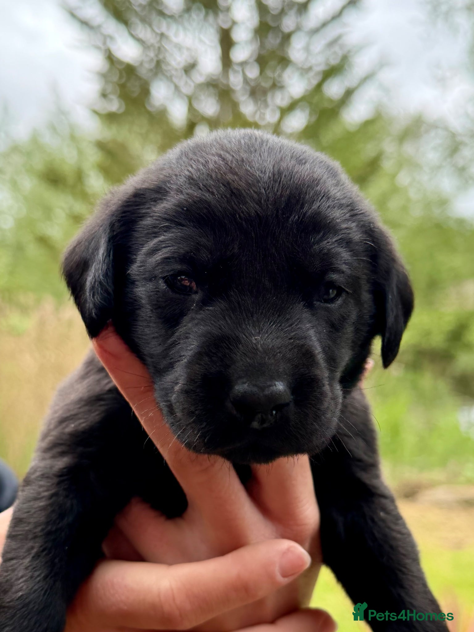 Labrador Retriever dogs for sale: Well-bred, health-tested Labrador Retriever - Advert 5