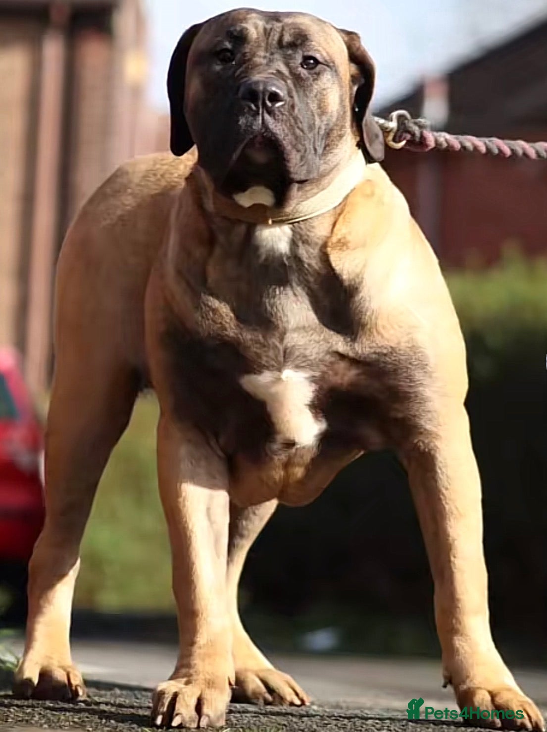 Presa Canario dogs 9 month old pure breed Presa canario  - Advert 2