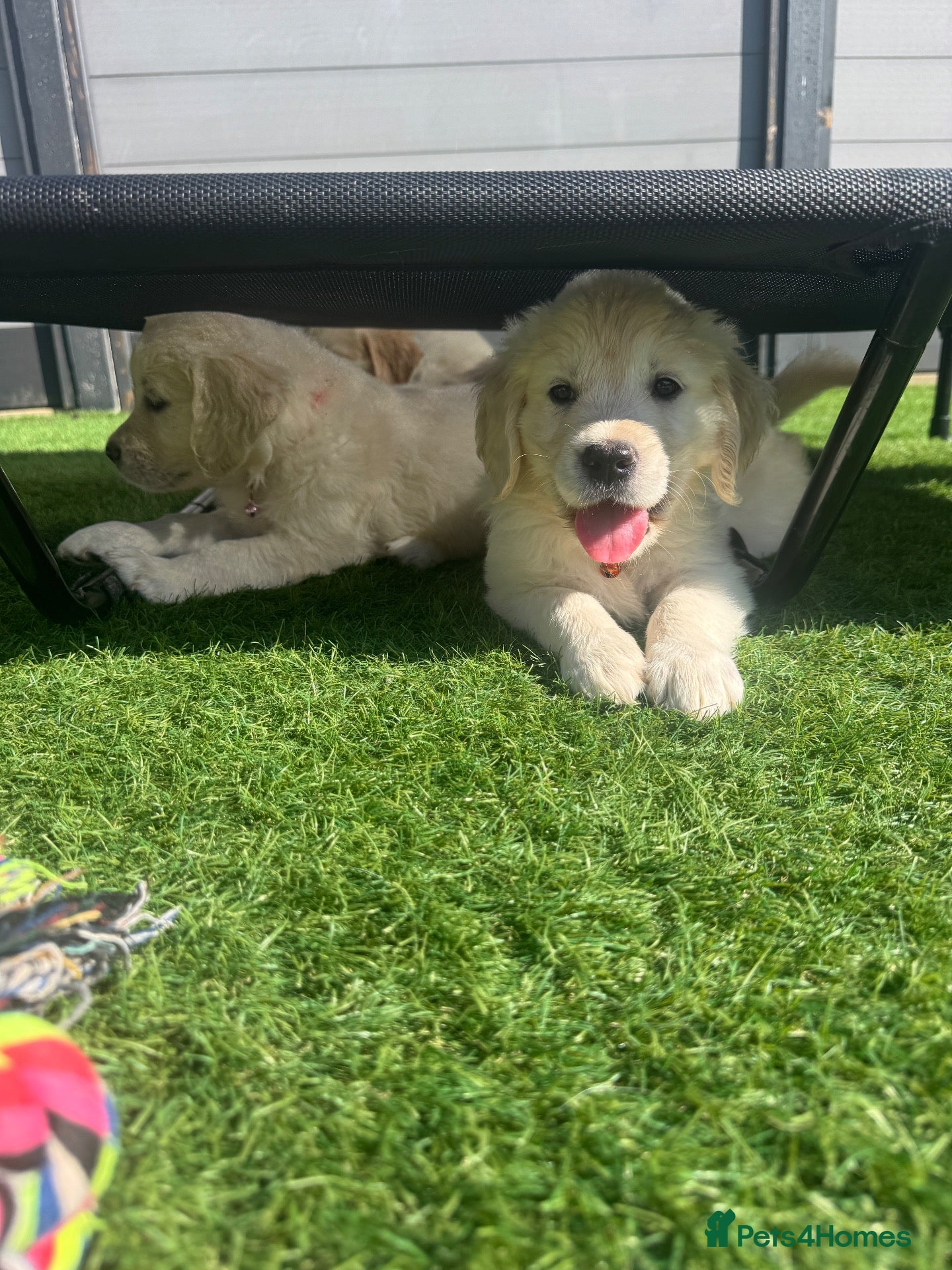 Golden Retriever dogs KC Registered Golden Retriever Puppies  - Advert 2