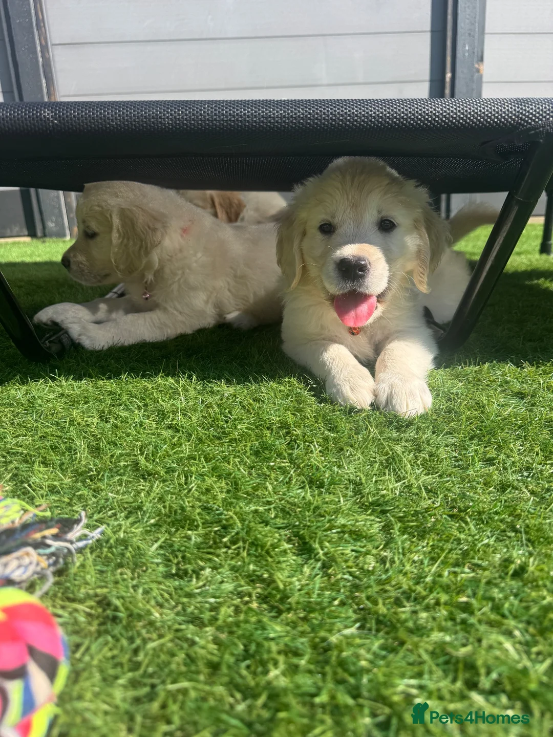 Golden Retriever dogs for sale: KC Registered Golden Retriever Puppies  - Advert 1