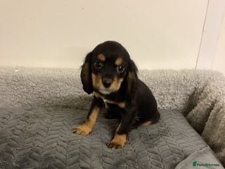 Cockalier dogs Cockalier - Advert 1