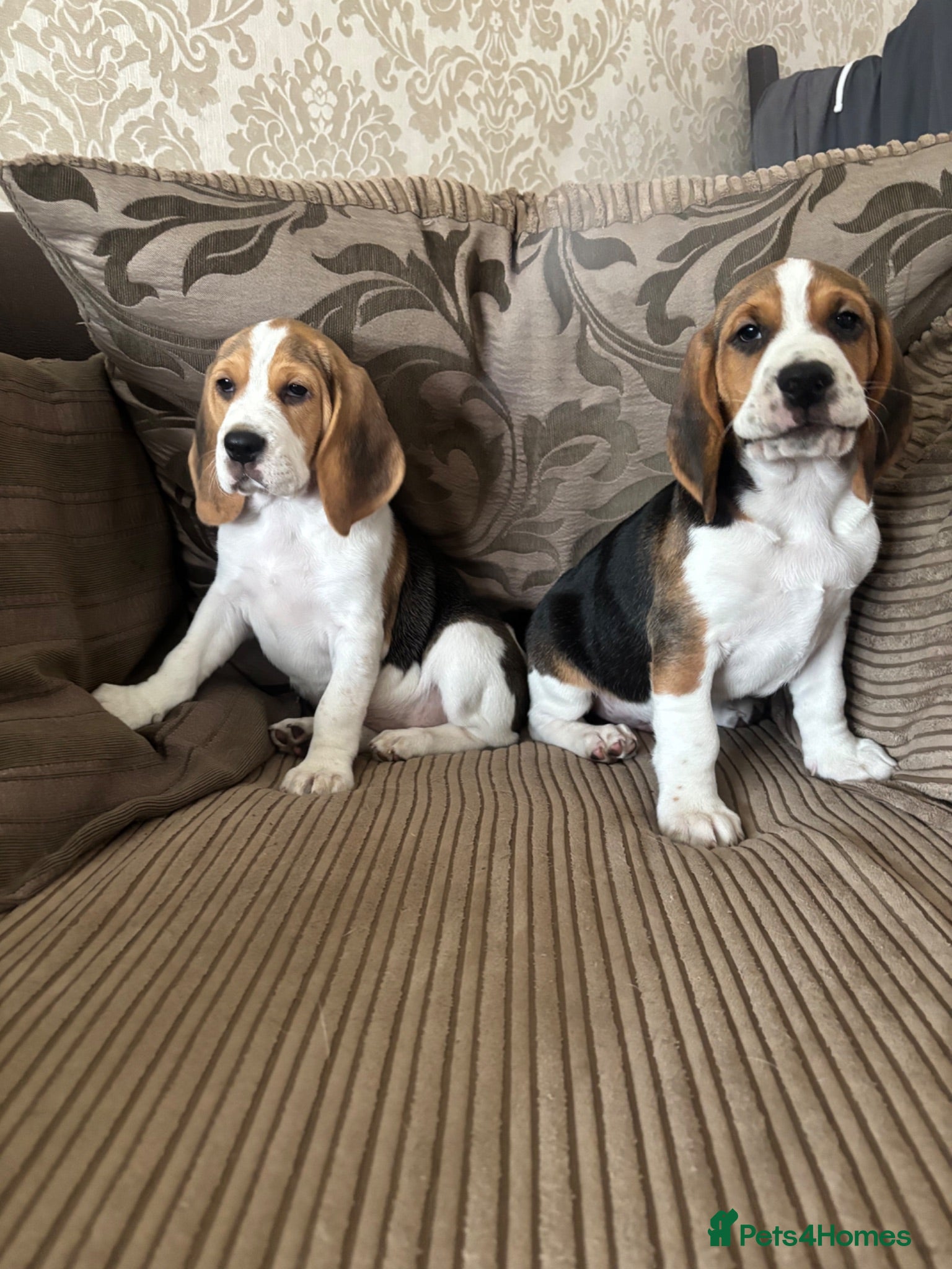Beagle dogs Stunning Beagles(ready now) - Advert 1