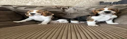 Beagle dogs for sale: Beautiful Beagles(ready now) - Advert 6