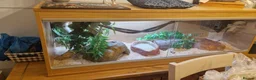 Corn Snake reptiles for sale: Fluffy and luna the corn snakes - Advert 1