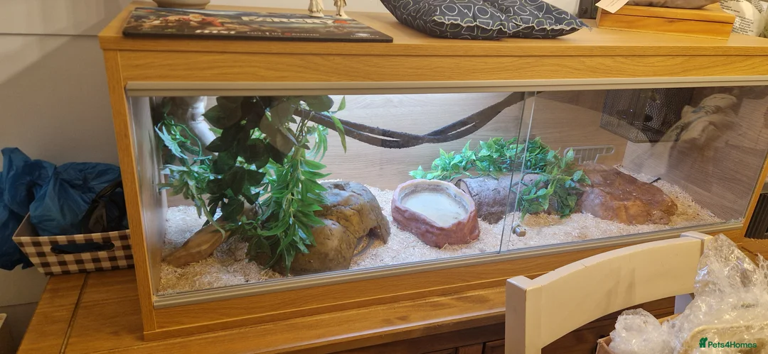 Corn Snake reptiles for sale: Fluffy and luna the corn snakes - Advert 1