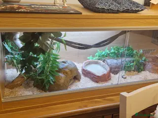 Corn Snake reptiles Fluffy and luna the corn snakes - Advert 1