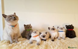 British Shorthair cats for sale: British Shorthair kittens  - Image 2
