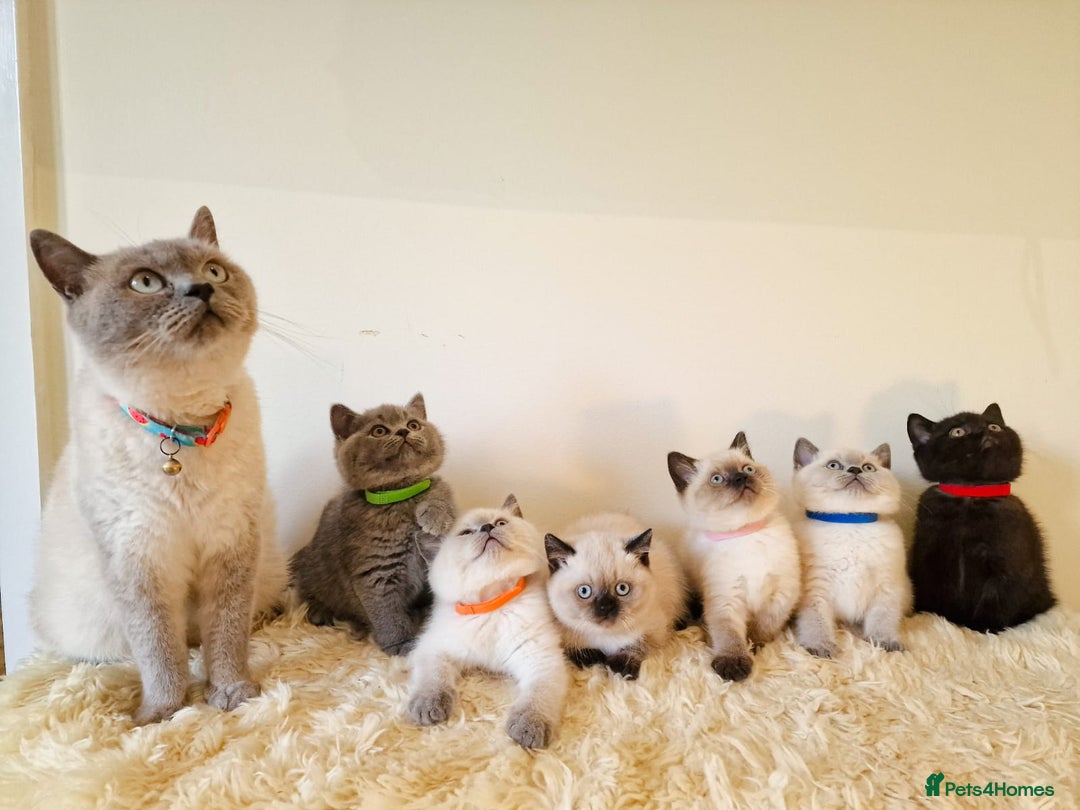 British Shorthair cats for sale: British Shorthair kittens  - Image 2