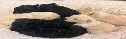 Scottish Terrier dogs for sale: Gorgeous Scottie pups  - Advert 1