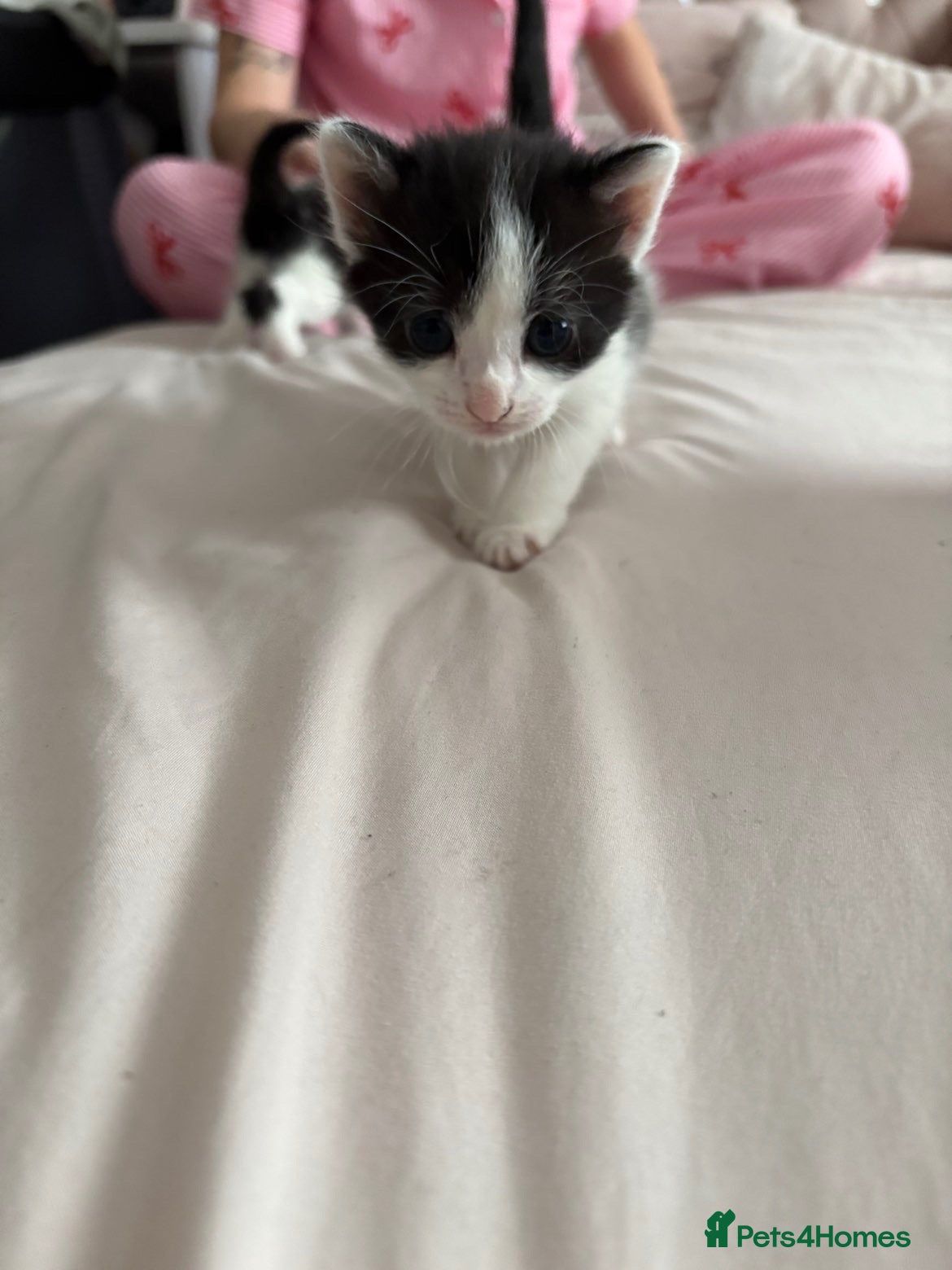 Mixed Breed cats 4 adorable kittens for sale  - Advert 2