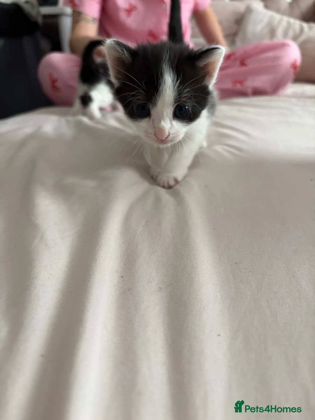 Mixed Breed cats for sale: 4 adorable kittens for sale  - Advert 1