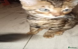 Bengal cats for sale: Best of Bengal - Image 13