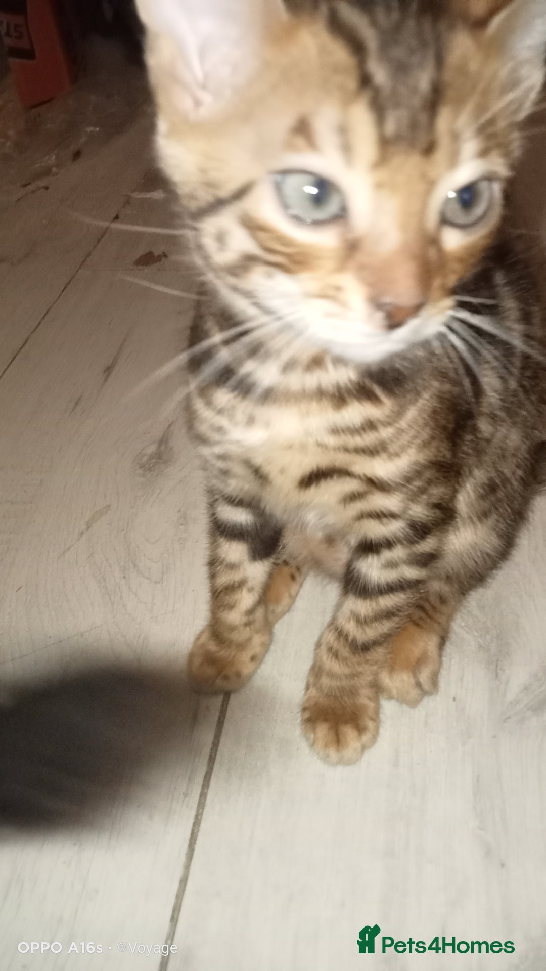 Bengal cats for sale: Best of Bengal - Image 13