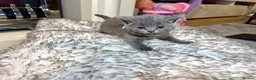 British Shorthair cats for sale: British shorthair kittens  - Advert 19