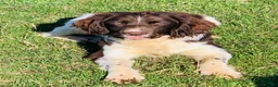 English Springer Spaniel dogs for stud: HEALTH TESTED FTCH bred springers for stud - Advert 13