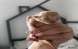Mixed Breed cats for sale: 2 black & silver (tortoise shell) LEFT  - Image 8