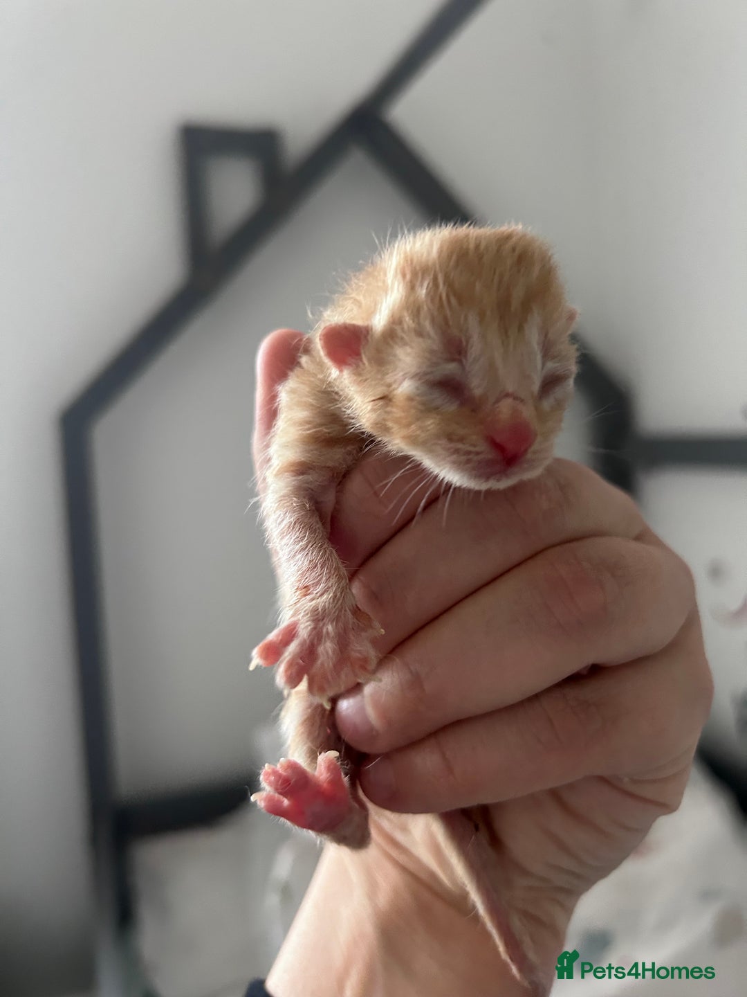 Mixed Breed cats for sale: 2 black & silver (tortoise shell) LEFT  - Image 8