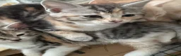 British Shorthair cats for sale: Bengal x British short hair  - Advert 38